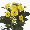 Chrys Tr Sunny Yellow (ballette)