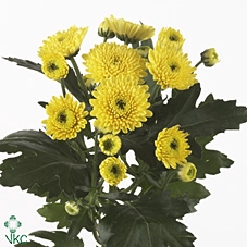 Chrys Tr Sunny Yellow (ballette)