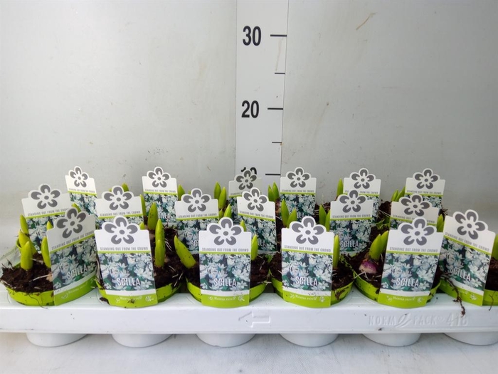 <h4>Scilla mischtschenkoana</h4>