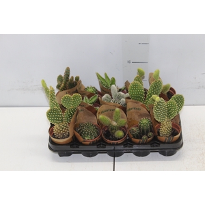 CACTUS MINI P06