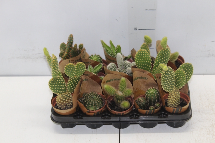 <h4>CACTUS MINI P06</h4>