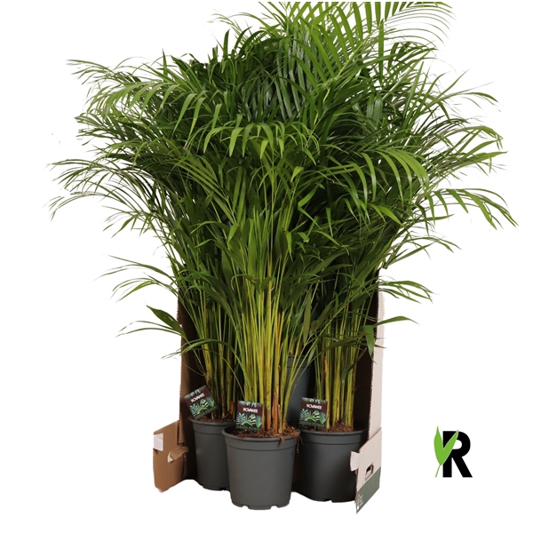 <h4>Dypsis lutescens in fust 352</h4>