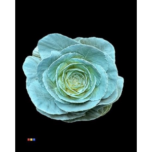 Brassica Light Blue