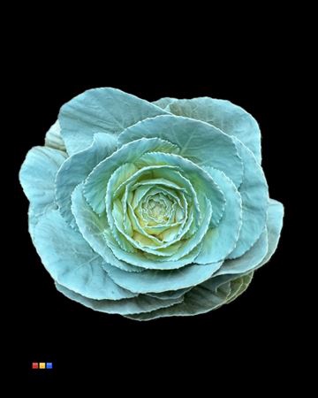 Brassica Light Blue