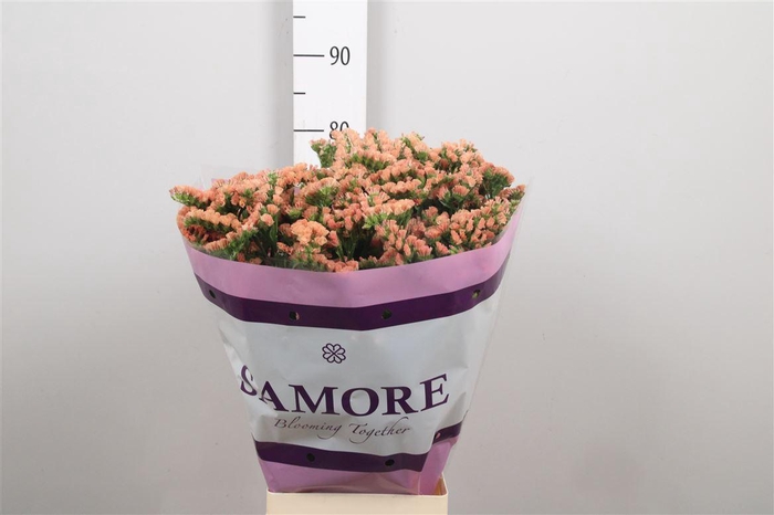 <h4>Lim S Royal Orange</h4>