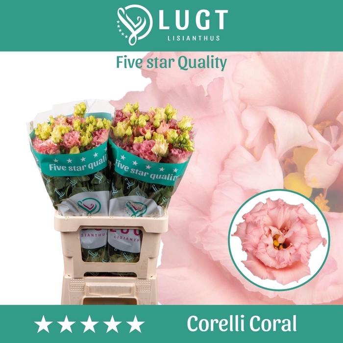 <h4>EUSTOMA RUSS. DU 'CORELLI CORAL'</h4>