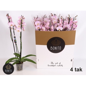 PHAL OV ROZE