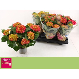 .Hydrangea macrophylla dutch ladies selma