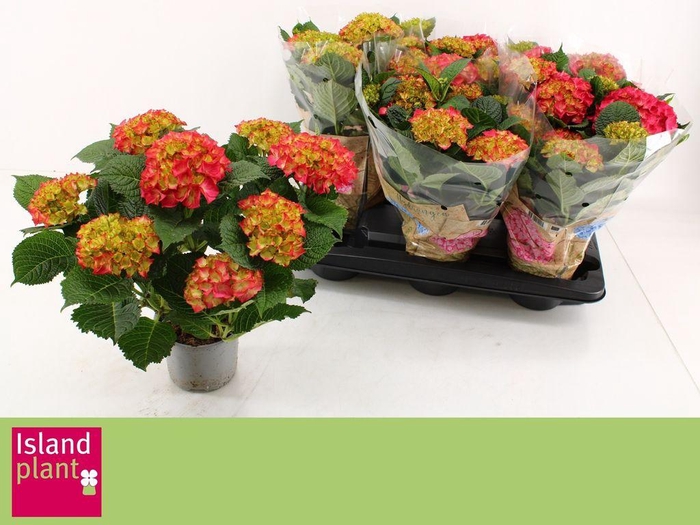 <h4>.Hydrangea macrophylla dutch ladies selma</h4>