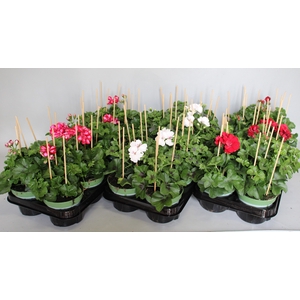 Pelargonium peltatum Divers