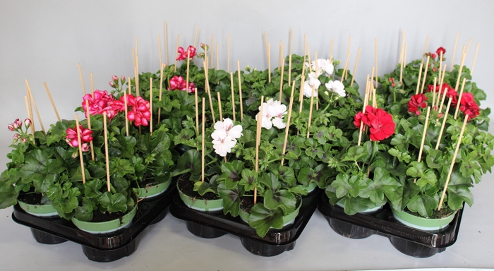 <h4>Pelargonium peltatum Divers</h4>