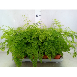 Adiantum raddi. 'Fragrans'