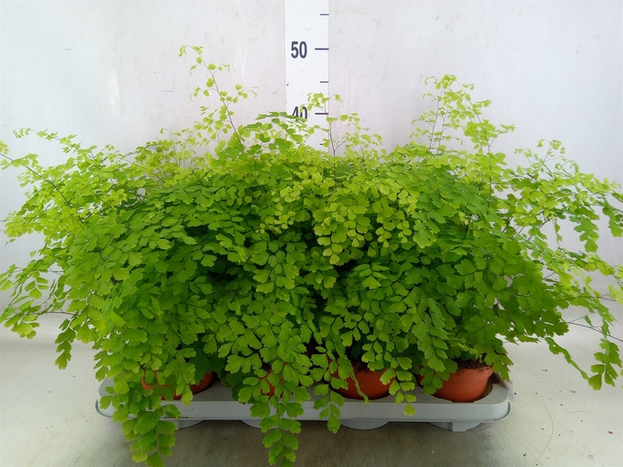 <h4>Adiantum raddi. 'Fragrans'</h4>