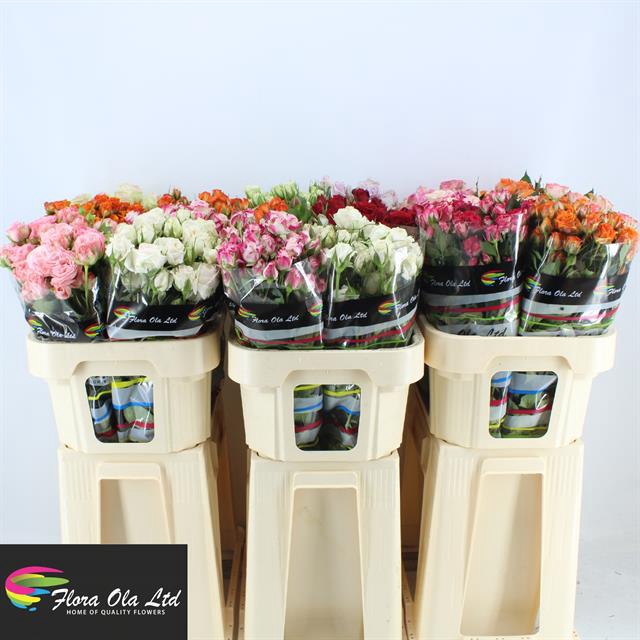 <h4>Rosa sp mix in bucket</h4>