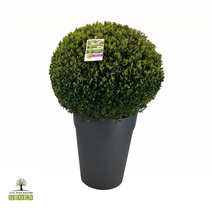 Buxus sempervirens Bol 70