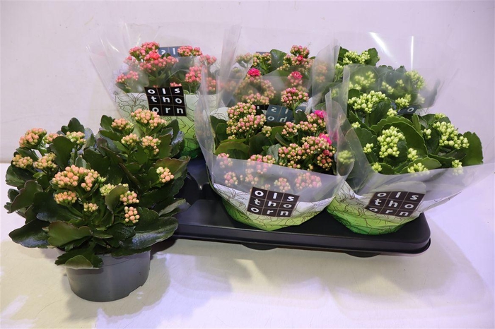 <h4>Kal Ge Gem 4 Kl</h4>