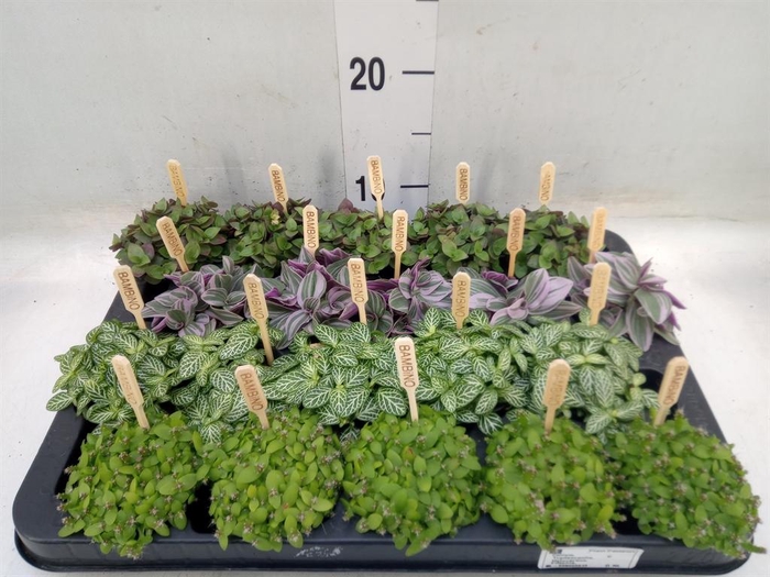 <h4>Planten  ..mix</h4>