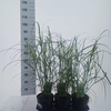 Miscanthus sinensis