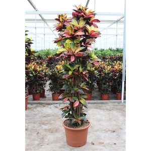 Codiaeum Iceton (Croton Iceton)