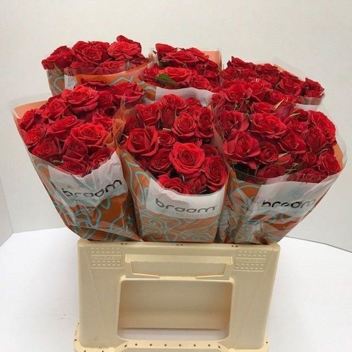 <h4>Rosa spray mirabel</h4>