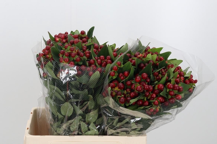 <h4>Hyp Mag Cherry</h4>