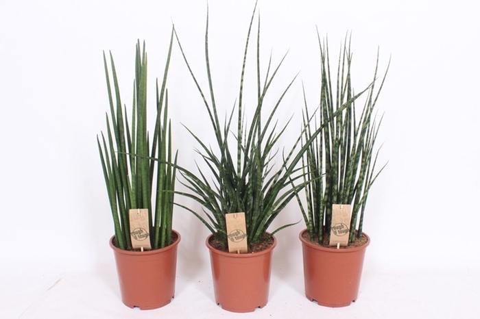 Sansevieria Cylindrica