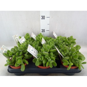 Cotyledon tome. 'Green Footprint'