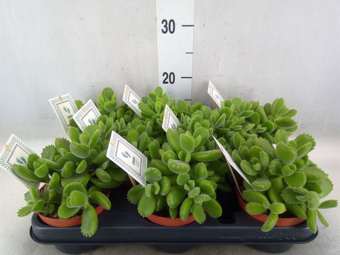 <h4>Cotyledon tome. 'Green Footprint'</h4>