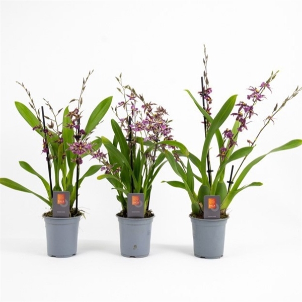<h4>Inca Oncidium Titanium 4+ spike 9cm</h4>