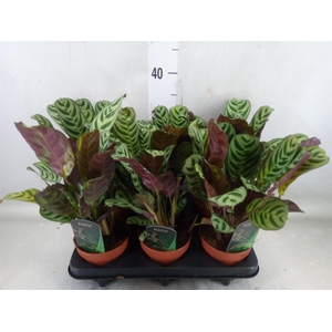 Ctenanthe burle-marxii