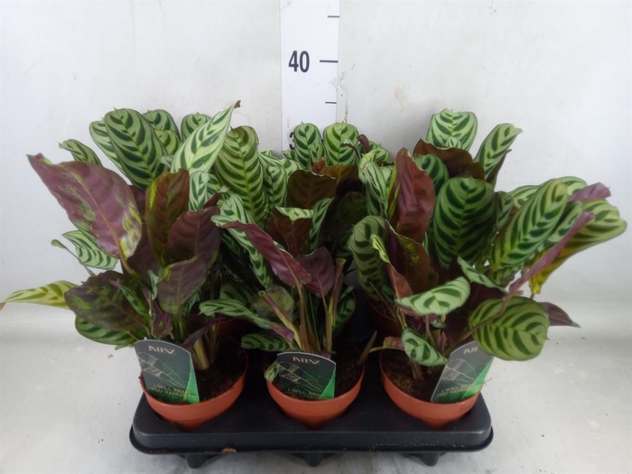 <h4>Ctenanthe burle-marxii</h4>