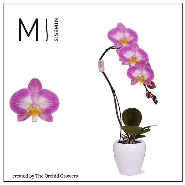 <h4>Mimesis Phal. Swan Special - 1 spike 7cm in Martine White Ceramic</h4>