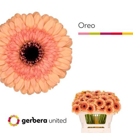 Ge Mi Oreo