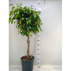 Ficus benja. 'Exotica'