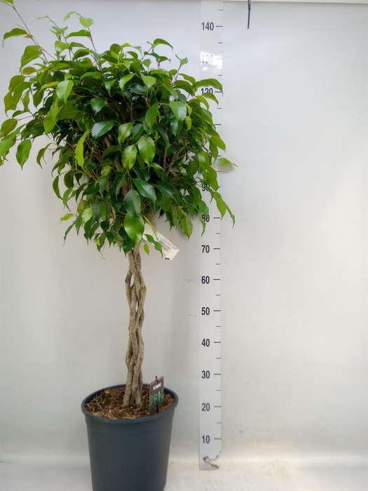 <h4>Ficus benja. 'Exotica'</h4>