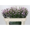 Aster Baby Pink Pearl