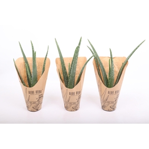 Aloë Vera 'Natural Wellness'