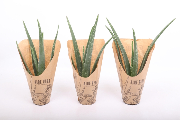 <h4>Aloë Vera 'Natural Wellness'</h4>