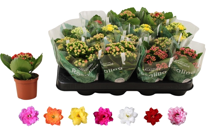 <h4>KAL GE RO GEM 6 KL</h4>