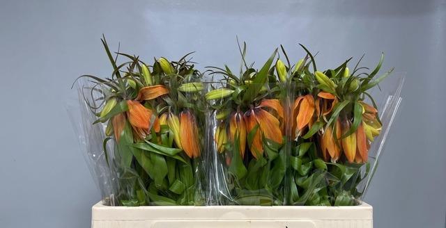 <h4>FRIT IM ORANGE BEAUT</h4>