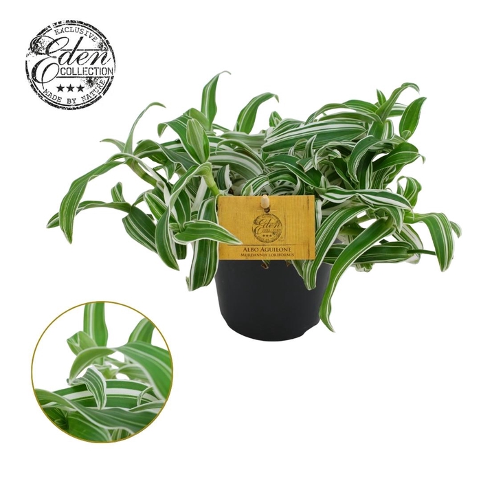 <h4>Murdannia Ioriformis Alba Aquilone 12cm</h4>