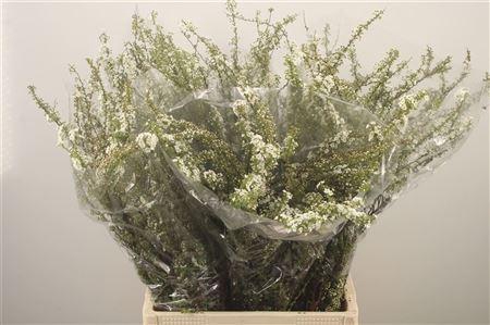 <h4>Spirea C Grefsheim</h4>