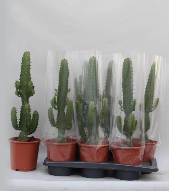 <h4>EUPHOR ACRURENSIS</h4>