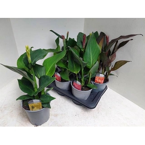 Canna  'Cannova'   ...mix