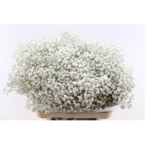 Gyps Pa Xlence 40 Gram