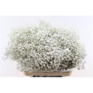 Gyps Pa Xlence 40 Gram