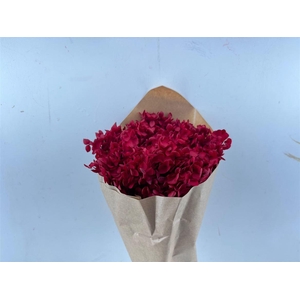 Pres Hydrangea Bordeaux Bunch