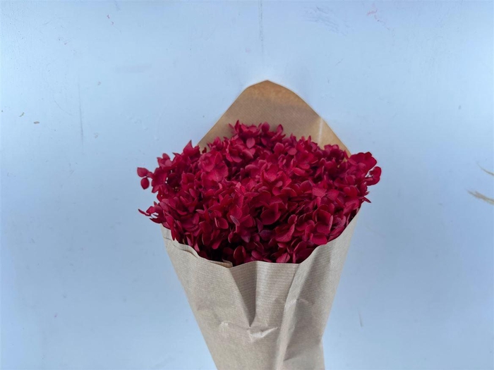 <h4>Pres Hydrangea Bordeaux Bunch</h4>