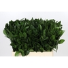 Ruscus aculeatus   ...groot blad