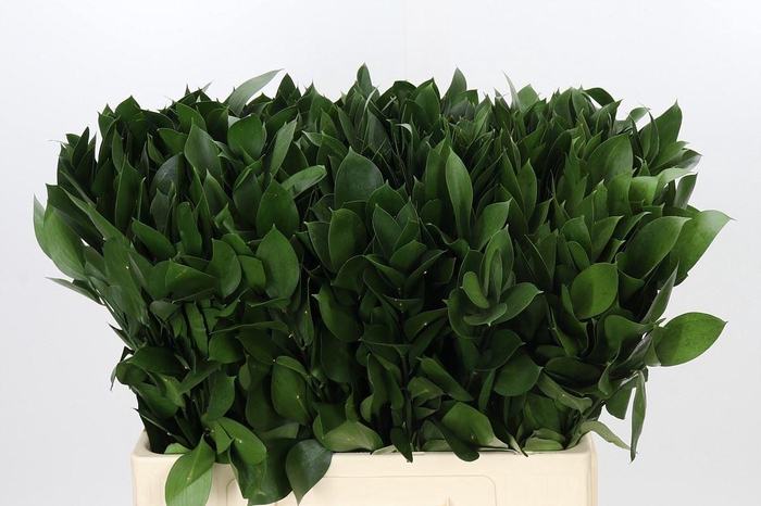 Ruscus aculeatus   ...groot blad